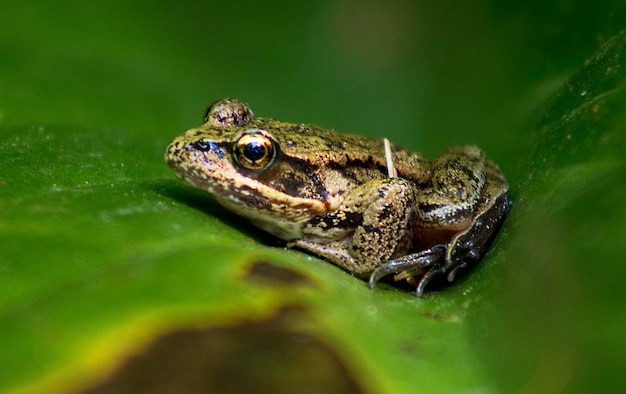 Close-up van een kikker op een blad