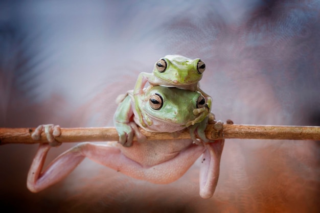 Foto close-up van een kikker op een blad