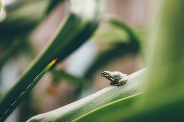 Close-up van een kikker op een blad