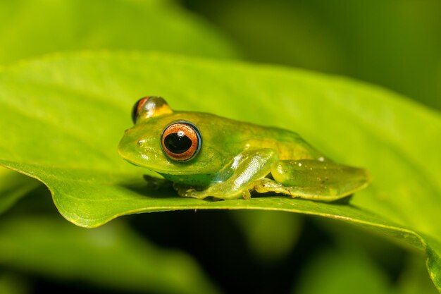 Foto close-up van een kikker op een blad