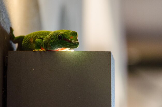 Foto close-up van een kikker op een gebouw