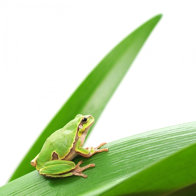 Close-up van een kikker op een groen blad