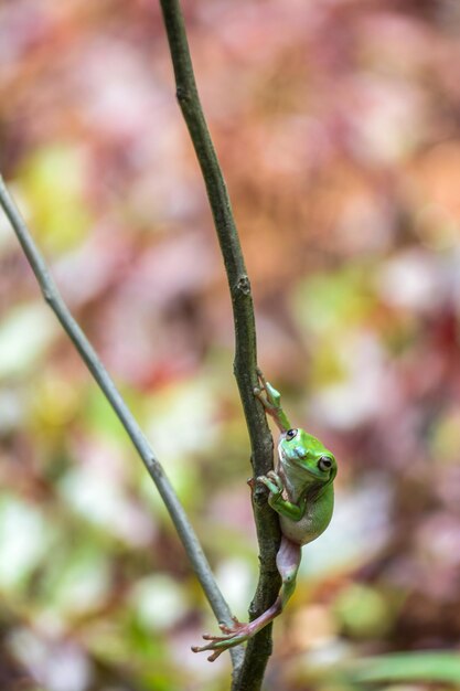 Foto close-up van een kikker op een plant