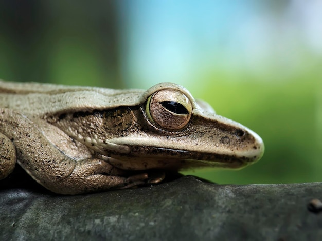 Close-up van een kikker op een rots