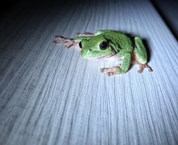 Foto close-up van een kikker op een rots