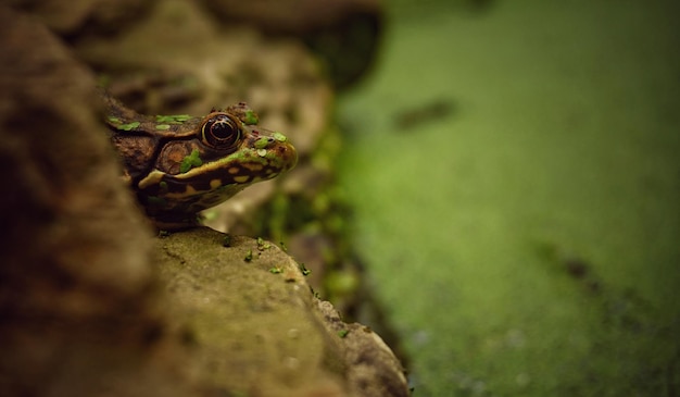 Close-up van een kikker op een rots