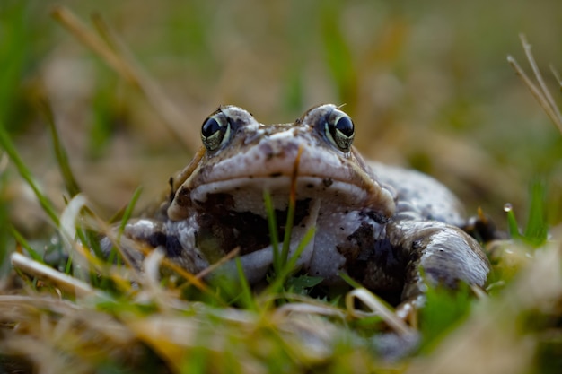 Foto close-up van een kikker op het land