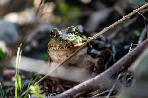 Foto close-up van een kikker op het land