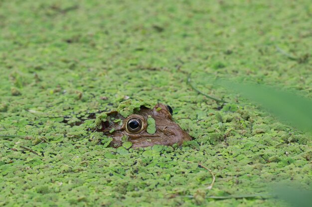 Foto close-up van een kikker op het veld