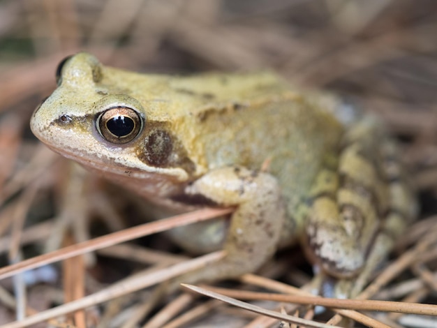 Foto close-up van een kikker op planten