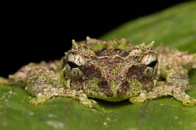 Foto close-up van een kikker