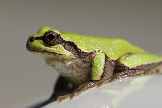 Foto close-up van een kikker