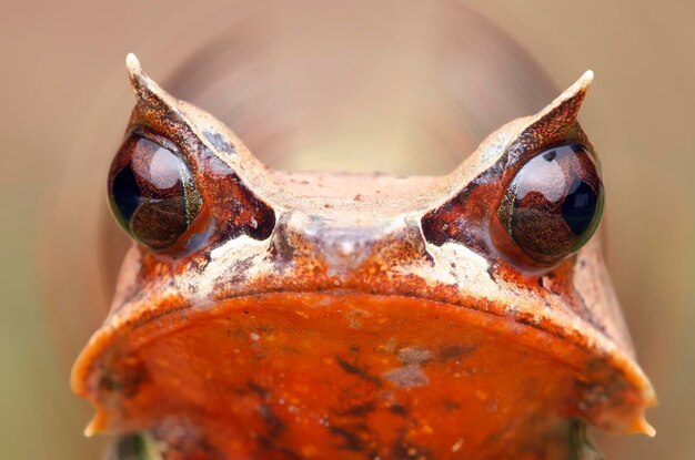 Foto close-up van een kikker