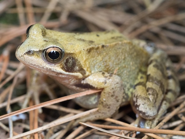 Foto close-up van een kikker