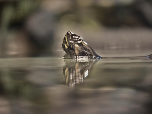 Foto close-up van een kikker