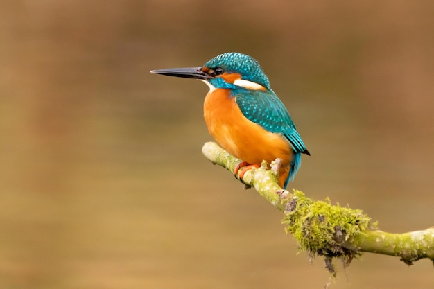 Close-up van een kingfisher die op een tak zit.