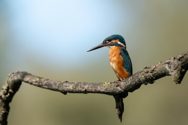 Close-up van een kingfisher die op een tak zit.