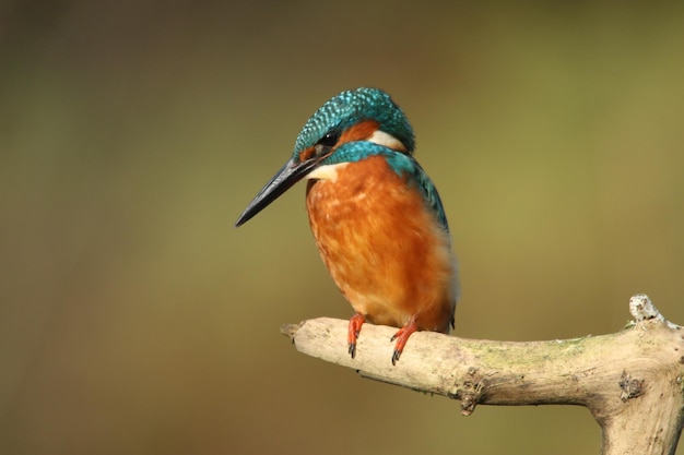 Close-up van een kingfisher die op een tak zit.