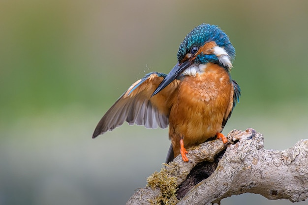 Close-up van een kingfisher die op een tak zit.