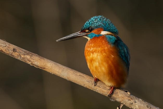 Close-up van een kingfisher die op een tak zit.
