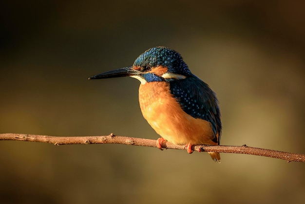 Close-up van een kingfisher die op een tak zit.