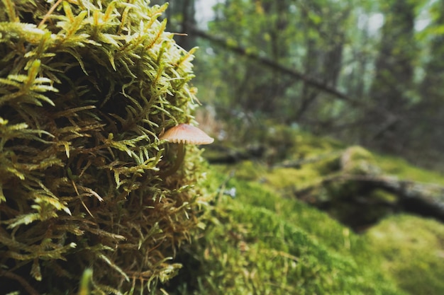 Close-up van een kleine delicate en mooie paddenstoel tussen mos en korstmos in het bos Buitenshuis Wilde dieren Selectieve focus wazige achtergrond stock foto