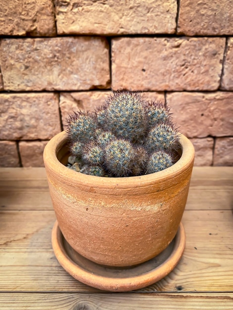 Foto close-up van een kleine indoor cactus in een plant pot