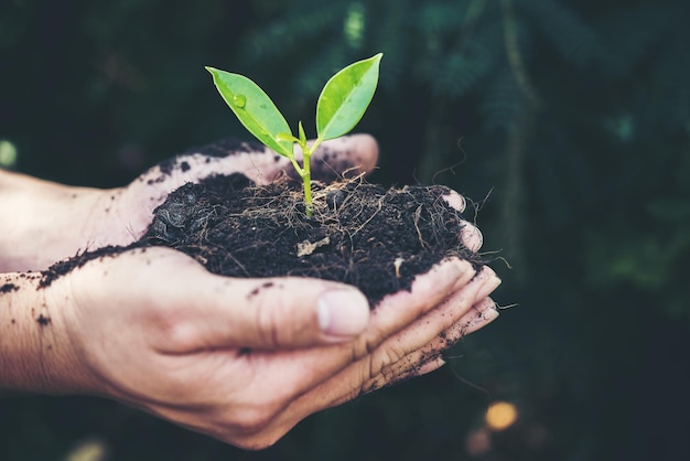 Close-up van een kleine plant die met de hand wordt vastgehouden