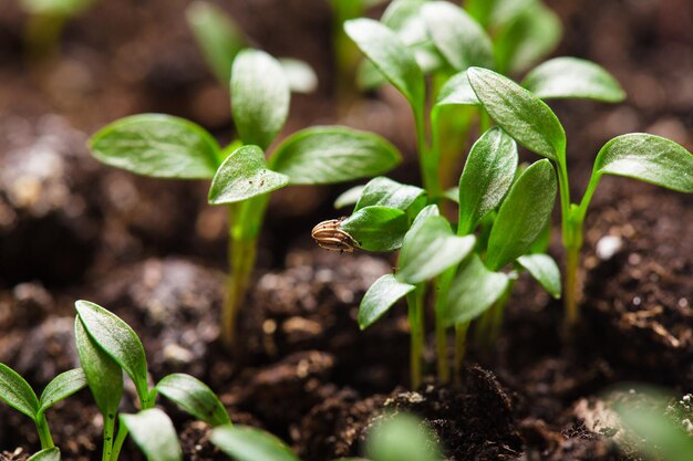 Foto close-up van een kleine plant die op het veld groeit