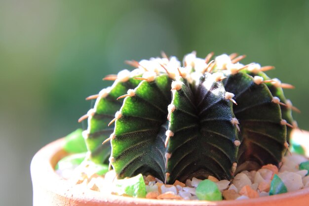 Foto close-up van een kleine potplant