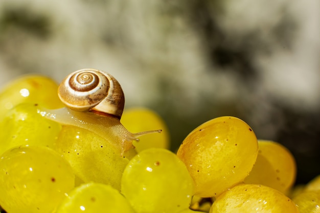 Close-up van een kleine slak die over druivenquiche mish kruipt
