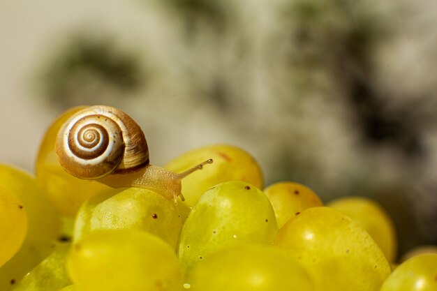 Close-up van een kleine slak die over druivenquiche mish kruipt