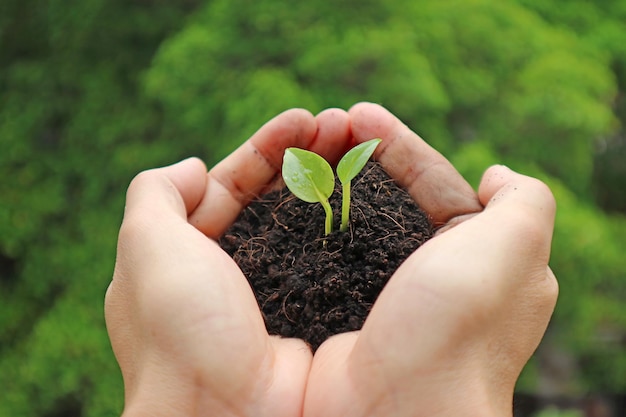 Close-up van een kleine zaailing met aarde in de hand voor het planten