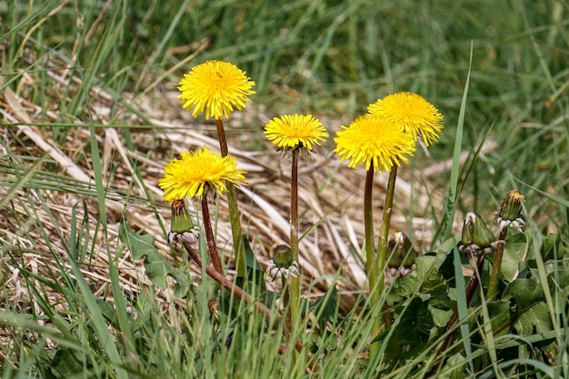 Close-up, van, een, klomp, van, paardebloemen, (taraxacum)