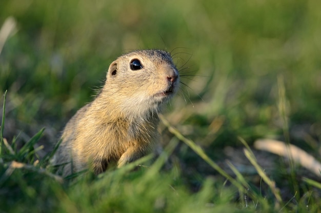 Close-up van een knaagdier op het veld