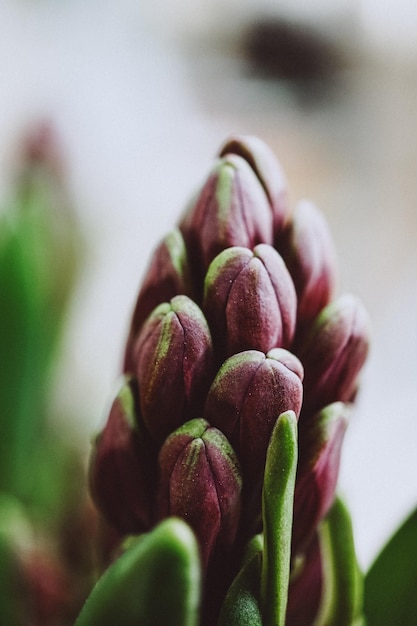 Foto close up van een knop van een hyacinthus plant