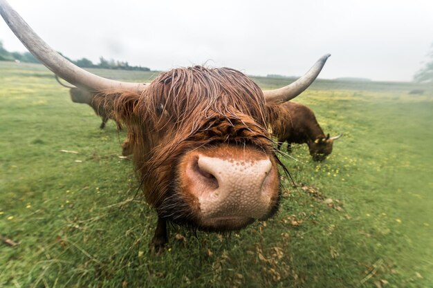 Foto close-up van een koe die op het veld staat