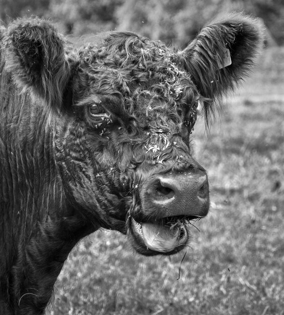 Foto close-up van een koe in de open lucht