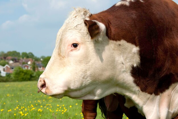 Foto close-up van een koe op het veld tegen de lucht