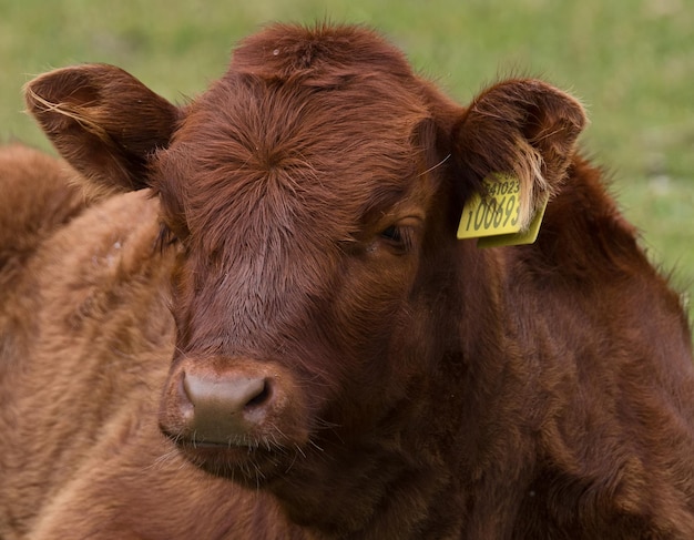 Foto close-up van een koe