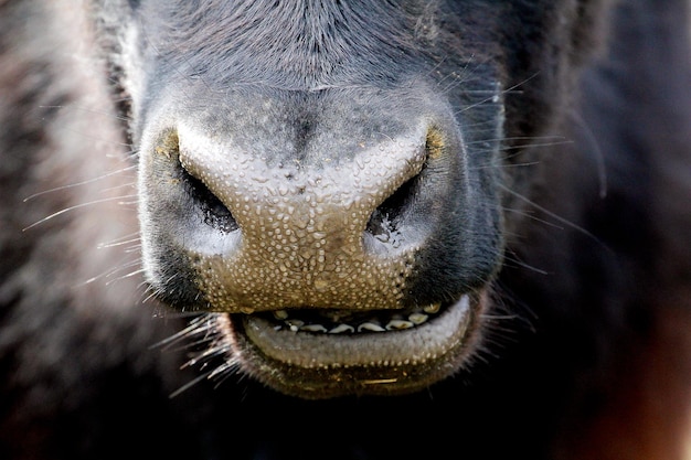 Close-up van een koe