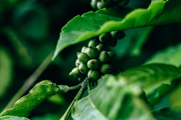 Close-up van een koffieplant