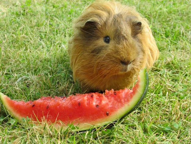 Foto close-up van een konijn dat fruit eet op het veld