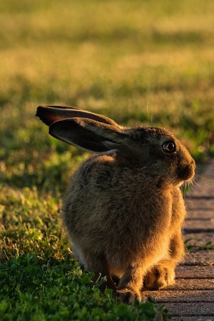 Close-up van een konijn die wegkijkt op het land