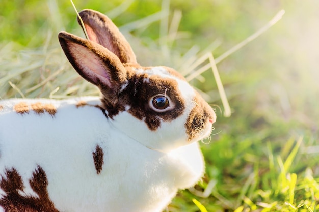 Close-up van een konijn met een stro op het veld