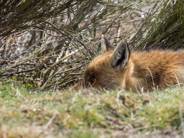 Foto close-up van een konijn op het gras