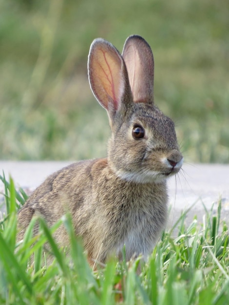 Foto close-up van een konijn op het gras