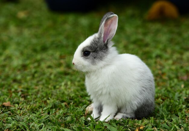 Foto close-up van een konijn op het veld