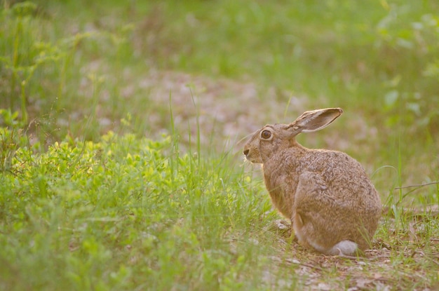 Close-up van een konijn op het veld