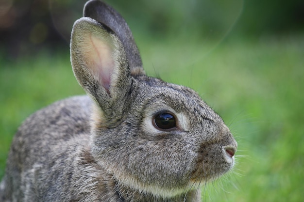Close-up van een konijn op het veld